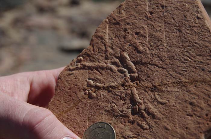 L’esplosione del Cambriano due milioni di anni dopo di quanto creduto