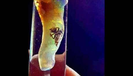 Un insetto preistorico imprigionato in un opale