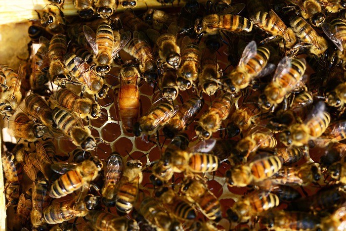 Così l’intelligenza artificiale aiuta le api – VIDEO
