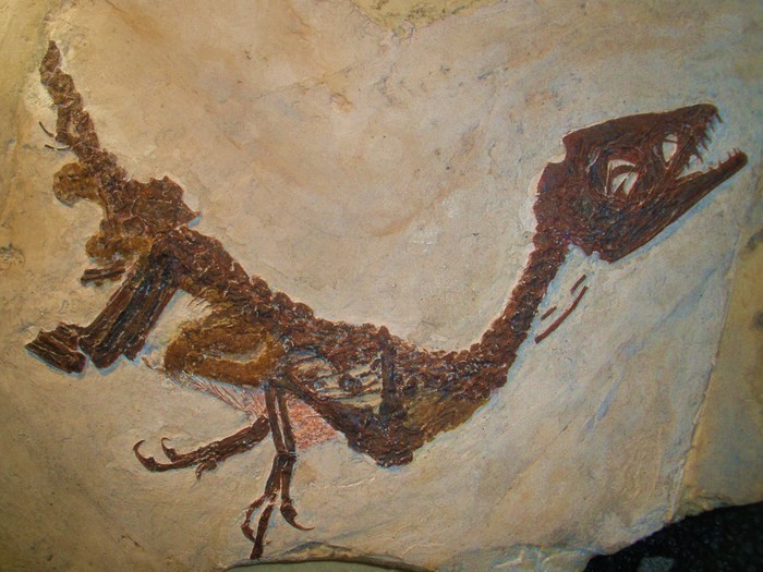 Costa, a Pietraroja secondo i ricercatori c’è di più oltre al dinosauro Ciro