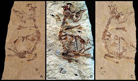 I primi fossili di uccelli preistorici appena usciti dall’uovo