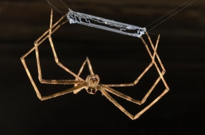 Tela del ragno, seta, batteri, modifiche genetiche, NASA, DNA.
