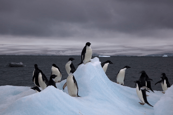 Antartide, dai droni il censimento dei pinguini – VIDEO
