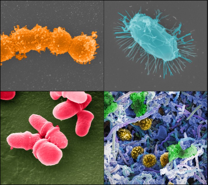 Pronto il primo catalogo dei geni del microbioma umano