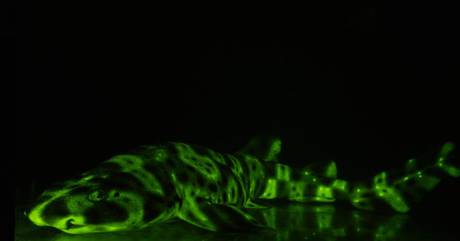 Scoperto il segreto degli squali fluorescenti