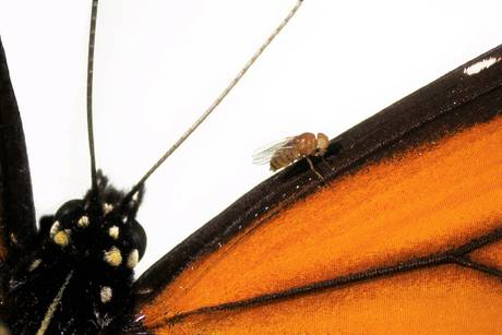 I super moscerini che mangiano e si difendono come farfalle
