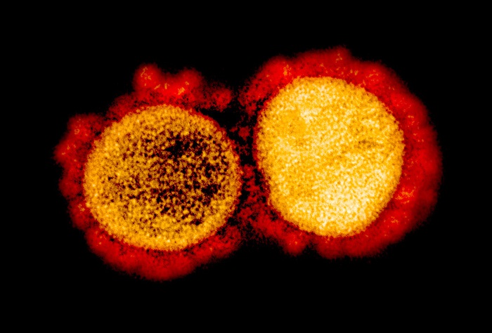 Coronavirus, primi dati positivi dai test preclinici dei vaccini italiani