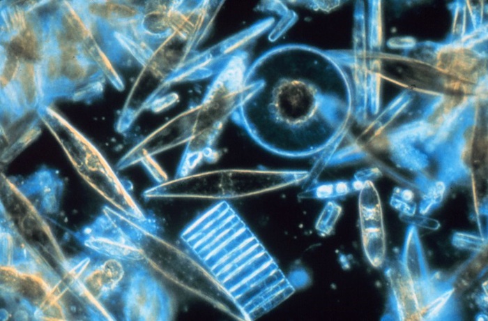 Le alghe ladre, rubano geni ai batteri per vivere meglio