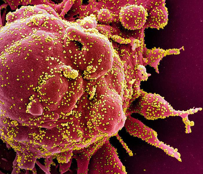 Coronavirus, svelato il ‘motore’ che muove la pandemia