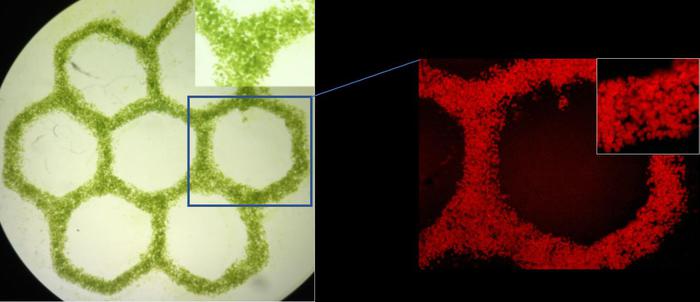 Alghe stampate in 3D ossigenano tessuti umani in provetta