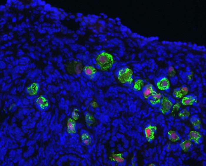 Follicoli ovarici coltivati da staminali embrionali di topo