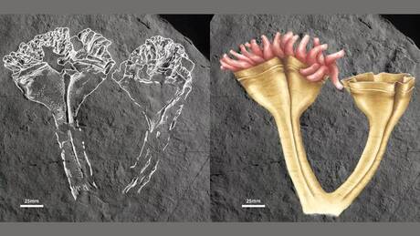 Il fossile del più antico dei predatori