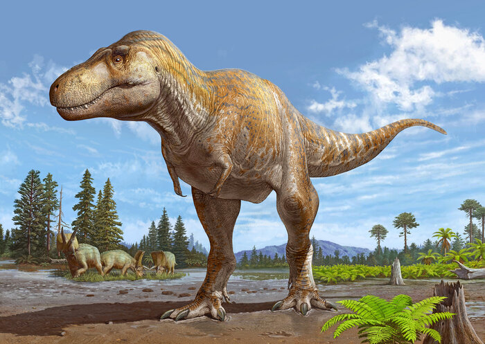 Scoperto un nuovo dinosauro, è il parente più stretto del T-rex