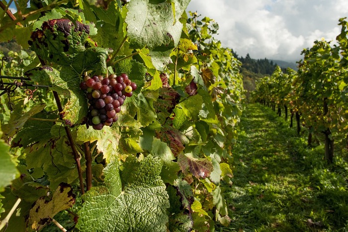 Clima, a rischio fino al 70% delle regioni produttrici di vino