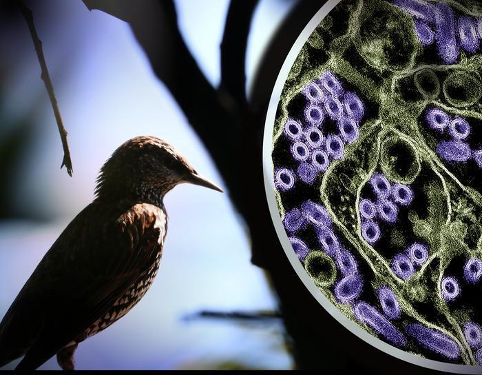 Influenza aviaria, il rischio di diffusione all’uomo resta basso