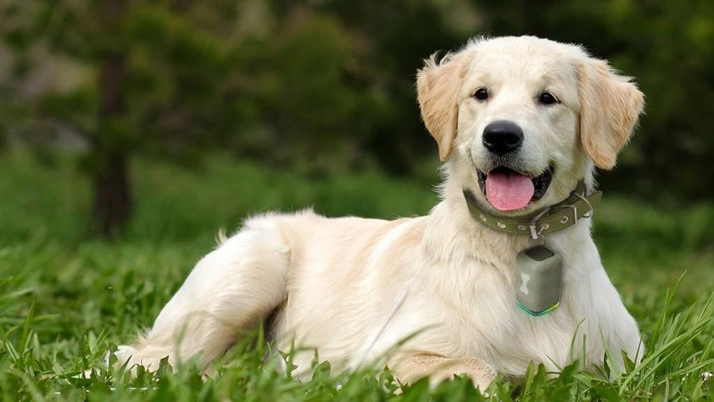 Voli aerei più pet friendly, da oggi i cani di taglia grande possono viaggiare in cabina: le regole