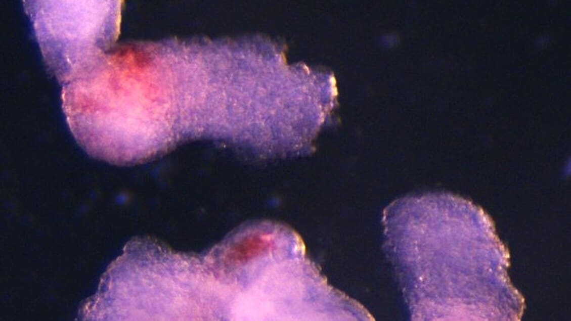 Cellule del sangue ottenute da strutture 3D simili a embrioni