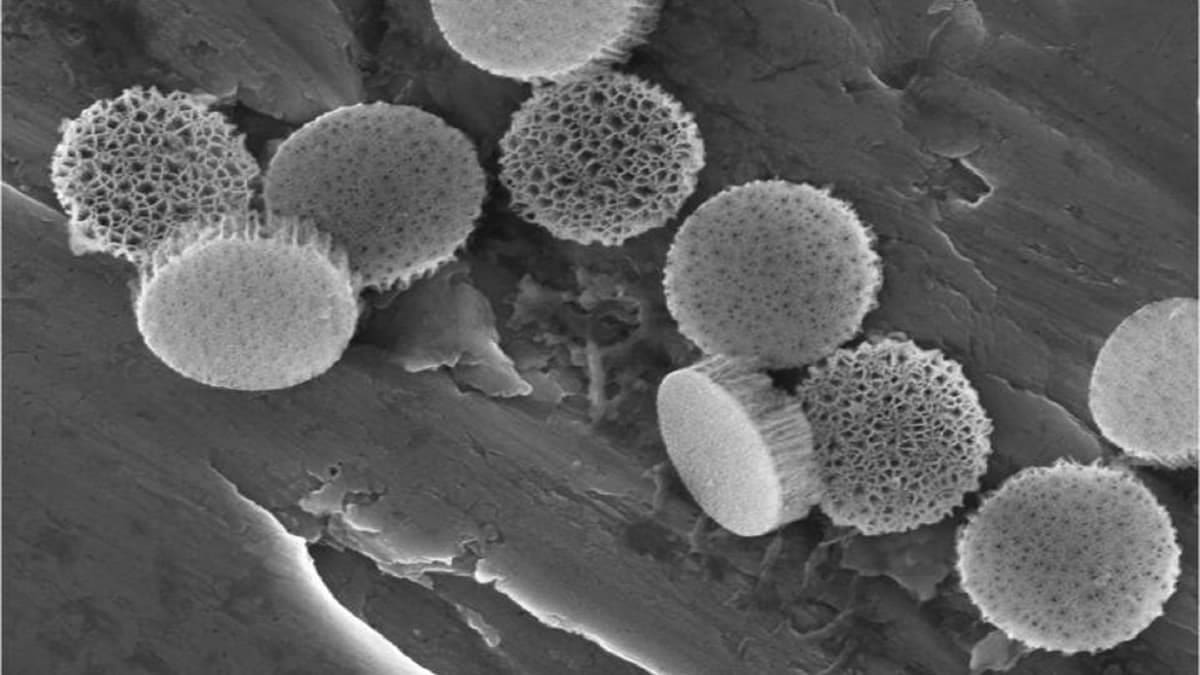 Energia dallacqua: il silicio che trasforma la pressione in elettricità